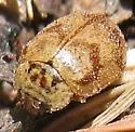 Mulsantina quinquelineata