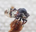Multareis cornutus - photo 4