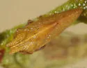 Multareoides bifurcatus