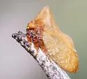 Multareoides bifurcatus - photo 2
