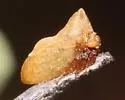Multareoides bifurcatus - photo 3