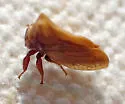 Multareoides bifurcatus - photo 4