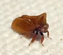 Multareoides bifurcatus - photo 5