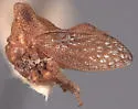 Multareoides digitatus