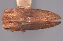 Multareoides digitatus - photo 2