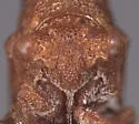Multareoides digitatus - photo 3