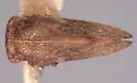 Multareoides planifrons
