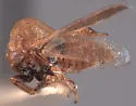 Multareoides planifrons - photo 2