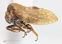 Multareoides planifrons - photo 4