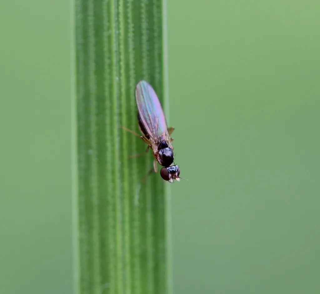 Mumetopia occipitalis - photo 2