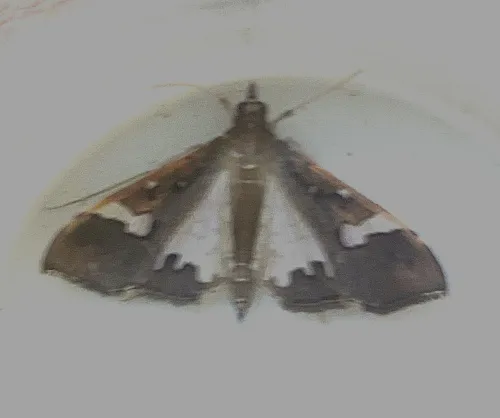 Mung Moth - Maruca vitrata