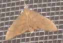 Munroeodes thalesalis - Hodges#4934 - Munroeodes thalesalis