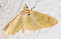 Munroeodes thalesalis - Hodges#4934 - photo 2