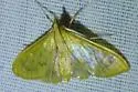 Munroeodes thalesalis - Hodges#4934 - photo 3