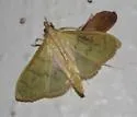 Munroeodes thalesalis - Hodges#4934 - photo 4