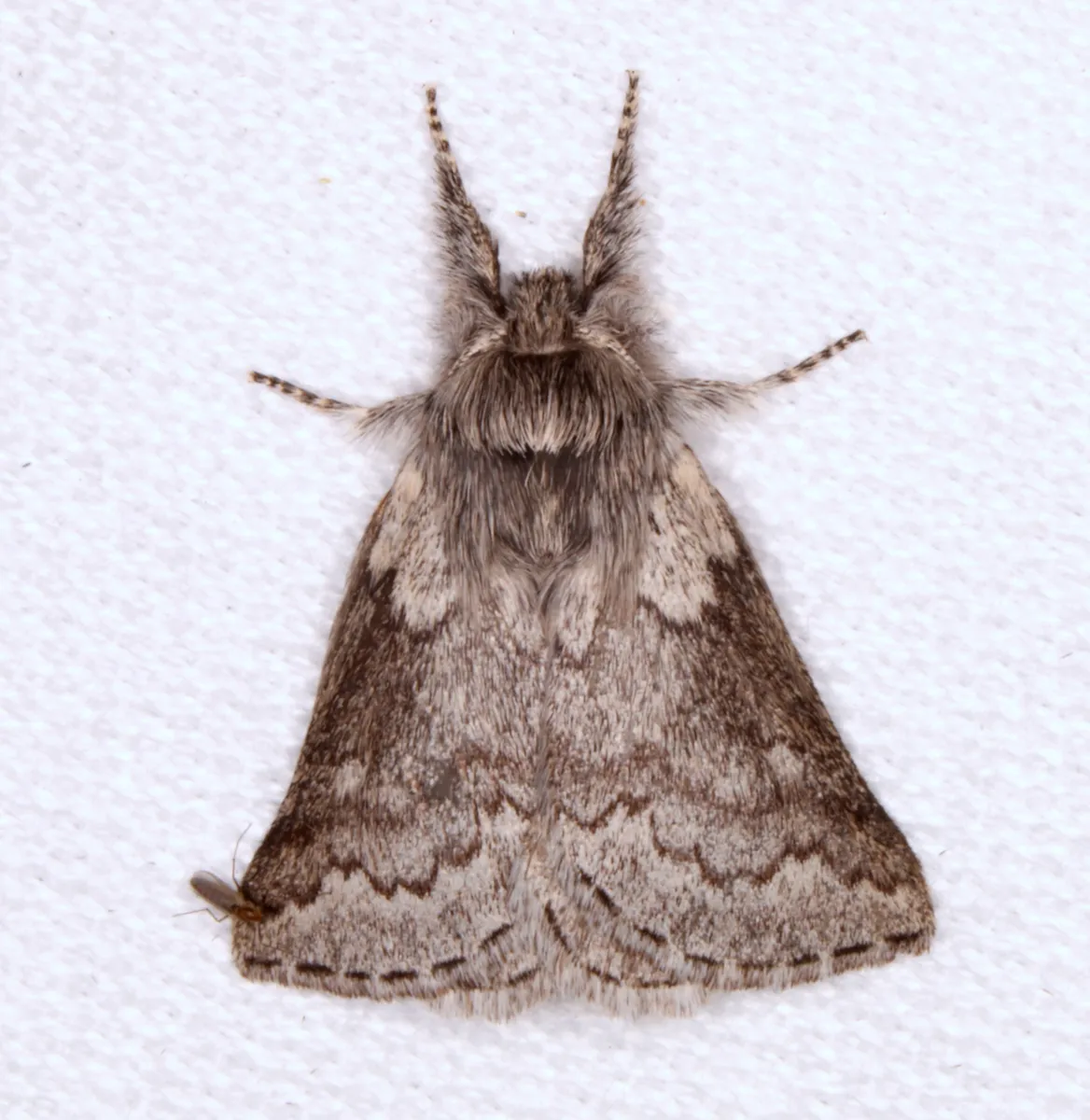 Munychryia senicula - photo 3