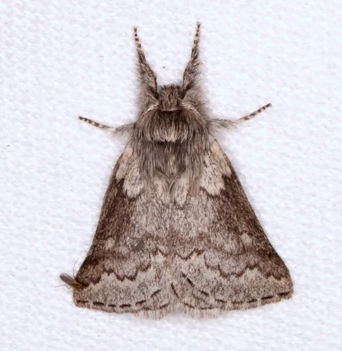 Munychryia senicula - photo 4