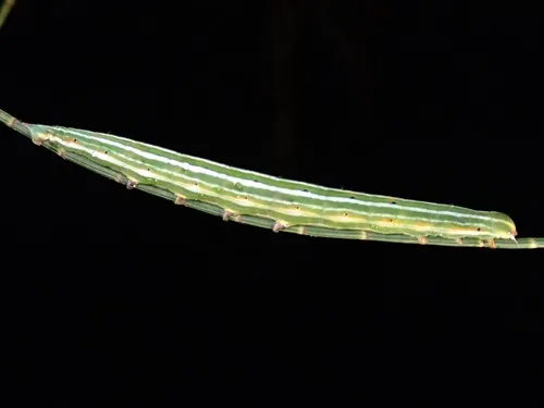 Munychryia senicula - photo 5