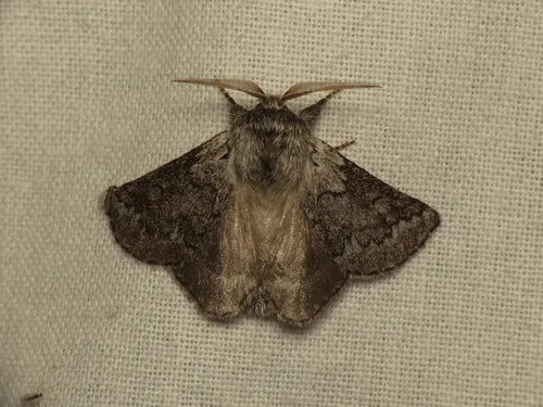 Munychryia senicula - photo 7