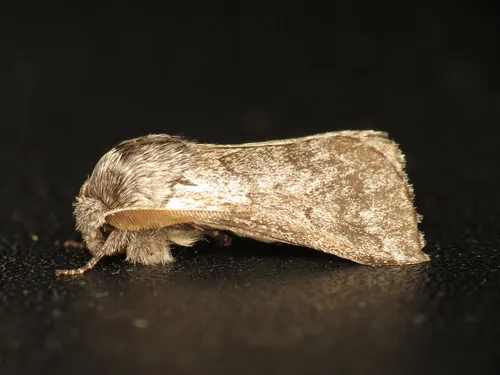 Munychryia senicula - photo 8