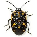 Murgantia varicolor