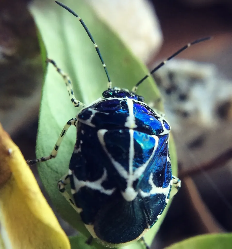 Murgantia violascens - photo 2