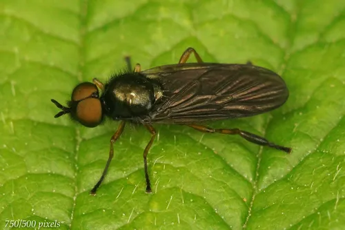 Murky-legged Black Legionnaire