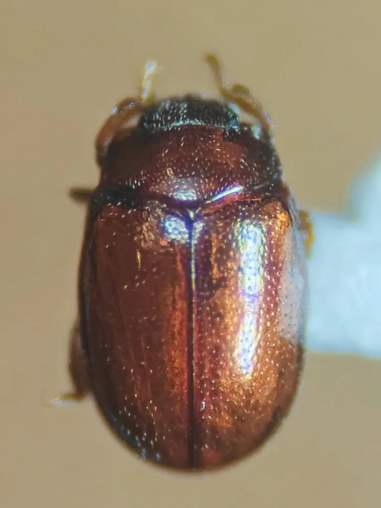Murmidiidae - Murmidiidae