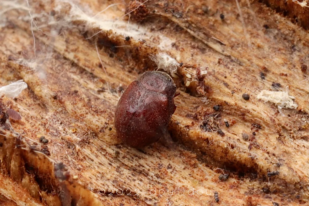 Minute Beetle - photo 2