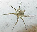 Murricia uva - photo 3