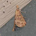 Mursa phtisialis - Hodges#8477.2 - photo 2