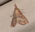 Mursa phtisialis - Hodges#8477.2 - photo 3
