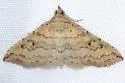 Mursa phtisialis - Hodges#8477.2 - photo 4