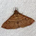 Mursa phtisialis - Hodges#8477.2 - photo 5