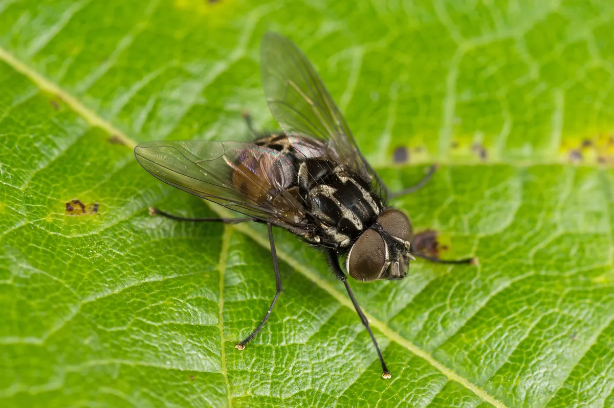 House Flies and Allies - photo 2