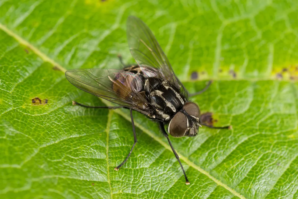 House Flies and Allies - photo 3