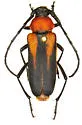 Muscidora tumacacorii - photo 2