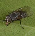 Muscina dorsilinea