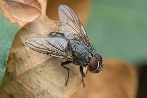Muscina levida - Muscina levida