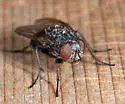 Muscina pascuorum - photo 4