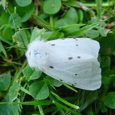 Muslin Moth - photo 2
