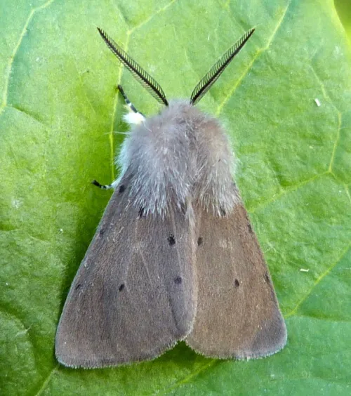 Muslin Moth - photo 3