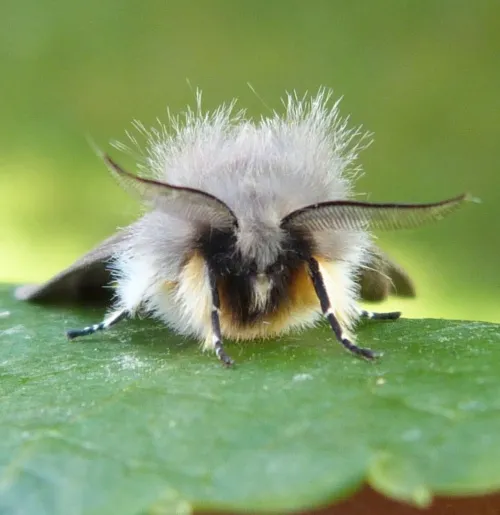 Muslin Moth - photo 4