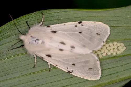 Muslin Moth - photo 5