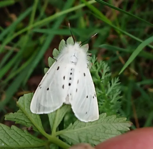 Muslin Moth - photo 7