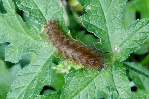 Muslin Moth - photo 8