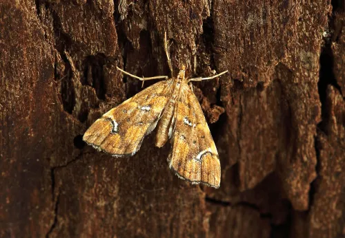 Musotima nitidalis - Musotima nitidalis