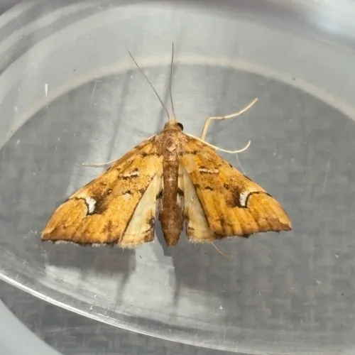 Musotima nitidalis - photo 2