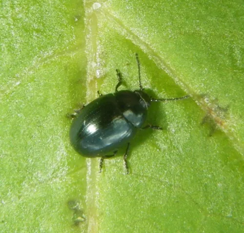 Mustard Beetle