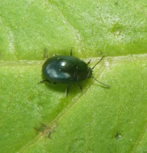 Mustard Beetle - photo 2